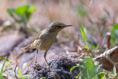 Acrocephalus dumetorum