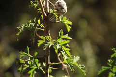Petrophile diversifolia