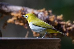 Zosterops palpebrosus