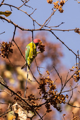 Psittacula cyanocephala
