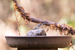 Arachnothera longirostra