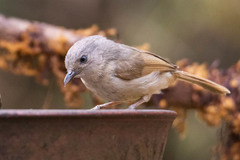 Alcippe poioicephala