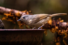 Alcippe poioicephala