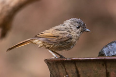 Alcippe poioicephala