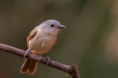 Alcippe poioicephala