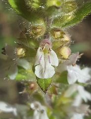 Stachys rigida