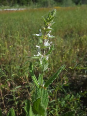 Stachys rigida