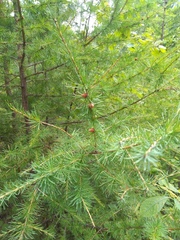 Larix sibirica
