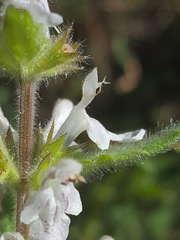 Stachys rigida