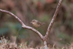 Acrocephalus dumetorum