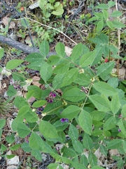 Vicia venosa baicalensis