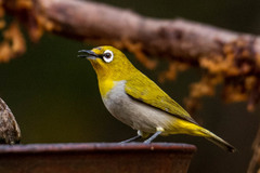 Zosterops palpebrosus