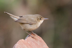 Acrocephalus dumetorum