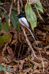 Terpsiphone paradisi