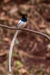 Terpsiphone paradisi