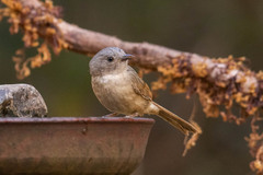 Alcippe poioicephala