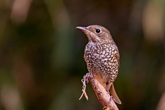 Monticola cinclorhyncha