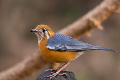 Geokichla citrina cyanota