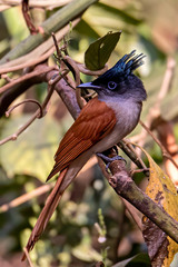 Terpsiphone paradisi