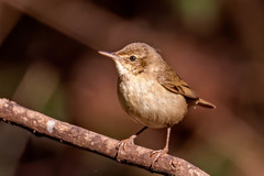 Acrocephalus dumetorum