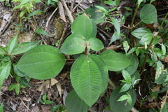 Miconia conorufescens