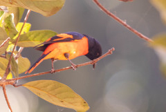 Pericrocotus flammeus