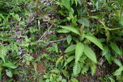 Miconia prasina