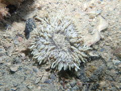 Heteractis