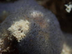 Entoprocta