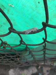 Polyphagozerra coffeae