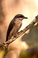 Tephrodornis sylvicola