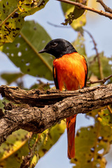 Pericrocotus flammeus