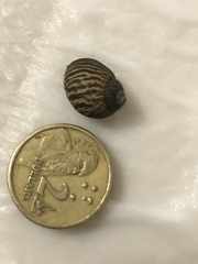 Bothriembryon kendricki