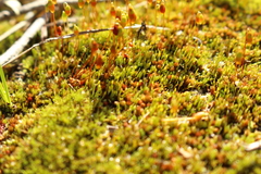 Gemmabryum