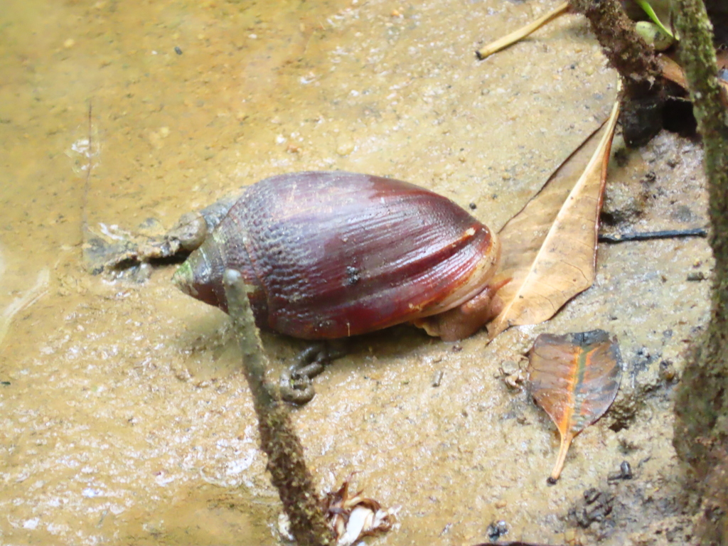 https://inaturalist-open-data.s3.amazonaws.com/photos/90041324/large.jpeg