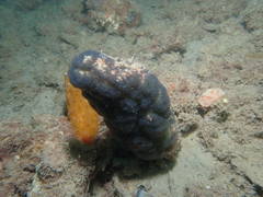 Entoprocta