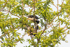 Anthracoceros coronatus