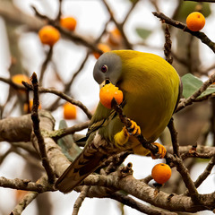 Treron phoenicopterus