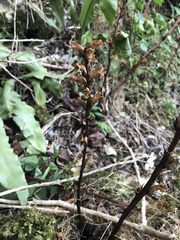Orobanche minor