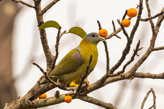 Treron phoenicopterus