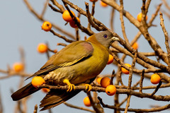 Treron phoenicopterus
