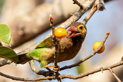 Psilopogon zeylanicus