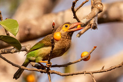 Psilopogon zeylanicus