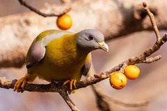 Treron phoenicopterus
