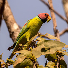Psittacula cyanocephala