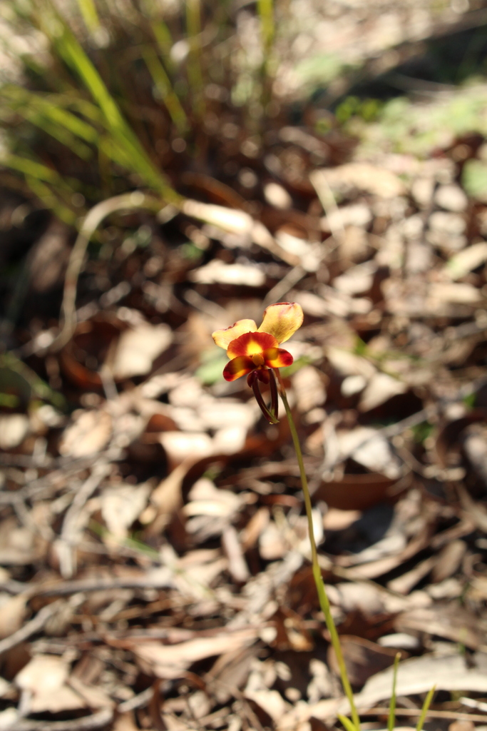 Diuris littoralis