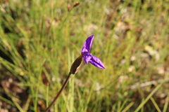 Patersonia occidentalis
