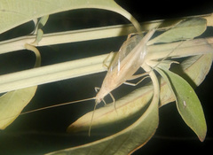 Oecanthus angustus