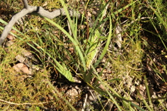 Patersonia occidentalis