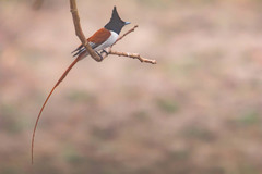 Terpsiphone paradisi